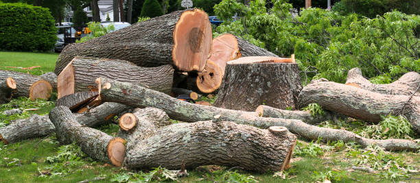 How Our Tree Care Process Works  in  Badin, NC